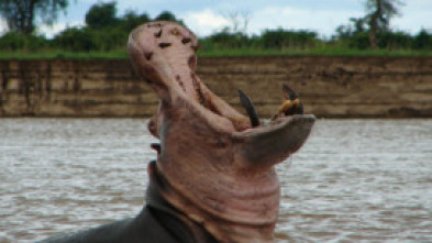 Los depredadores más...: Cazadores al acecho