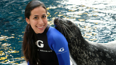 The Aquarium (T1): Pingüinos enamorados