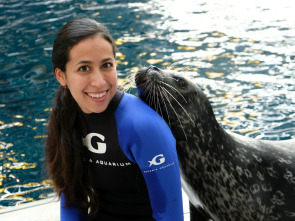 The Aquarium (T1): Pingüinos enamorados