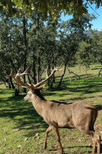 Cazadores de lances