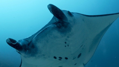 Into the blue: Raja Ampat