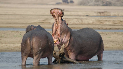 La vida en los ríos...: Rio Okavango