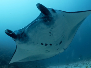 Into the blue: Raja Ampat