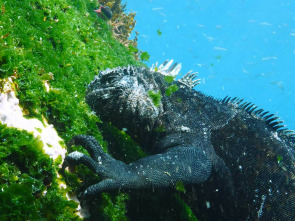 Las Galápagos, la...: Un océano de confusión