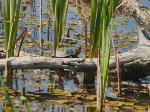 La fauna y la flora de los lagos secretos