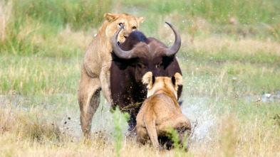 Concebido para matar: El león