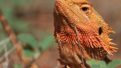 Wild Australia: El desierto del canguro rojo