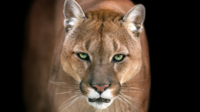 El club de la lucha...: Leopardos, jabalíes y camarones pistola