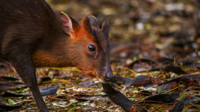 Wild Taiwán: la isla de la selva