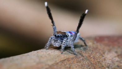 Monstruos de la naturaleza: bichos espeluznantes