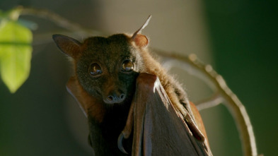 Monstruos de la naturaleza: maravillosamente extraños