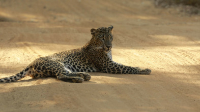 El Leopardo de Sri Lanka