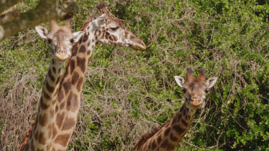 La magia de Animal...: Un gran paso para el rinoceronte