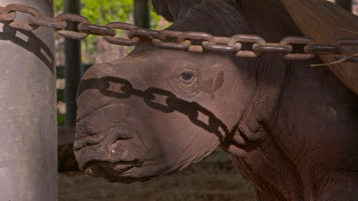 Los secretos del zoo:...: El milagro de la manada