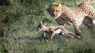 Predador vs. presa: Guepardos