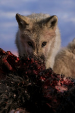 El reino del lobo blanco: La última caza