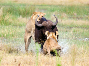 Concebido para matar: El león