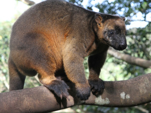 Wild Australia: El desierto del canguro rojo