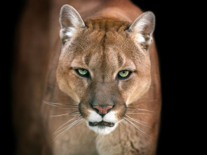 El club de la lucha...: Leopardos, jabalíes y camarones pistola