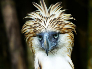 Wild Filipinas: Paraíso salvaje