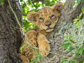 Los leones trepadores