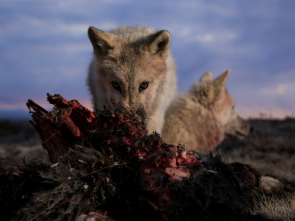 El reino del lobo blanco: La última caza