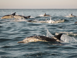 Tiburones contra delfines: batalla sangrienta