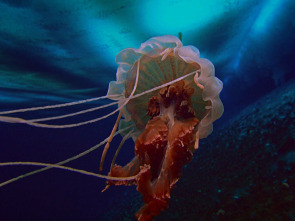 Las medusas más letales del mundo