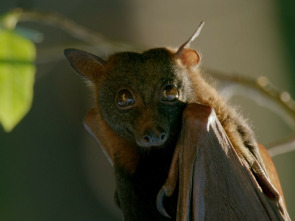 Monstruos de la naturaleza: maravillosamente extraños