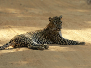 El Leopardo de Sri Lanka