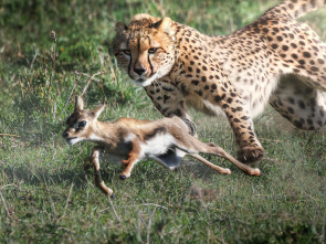 Predador vs. presa: Guepardos