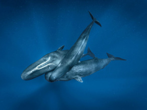 Los secretos de las...: Las canciones de las ballenas jorobadas