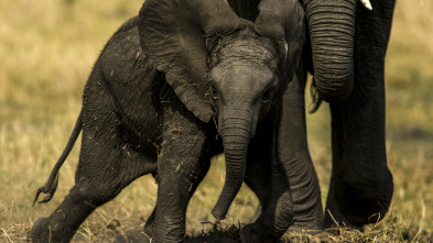 Padres ejemplares del reino animal