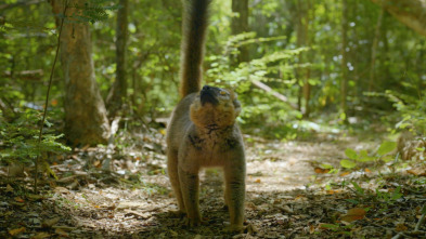 El mundo invisible de los bosques 