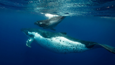 El alma de los océanos