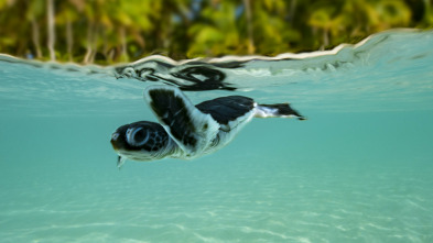 Australia: La Gran Barrera de Coral en peligro 