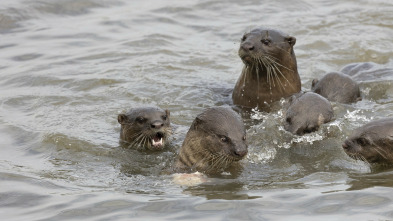 Nutrias de ciudad: Multitud