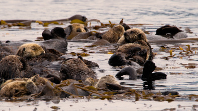 Desafiando las mareas: El mar de los Salish (Canadá)