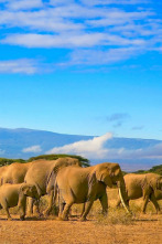Elefantes de cerca: Vecinos peligrosos