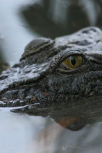 Armamento animal: Llanuras y desiertos