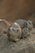 Babuinos: una verdadera familia