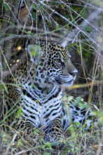 Nacido para ser salvaje: Thiago/ el pequeño coatí