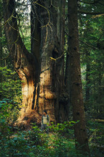 El mundo invisible de...: El roble (Francia)