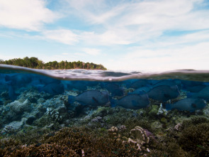 Planeta Azul II: Bosques submarinos