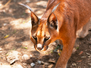 Cazadores letales: Pequeño pero mortal