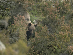 Oso, simplemente salvaje