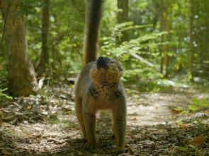 El mundo invisible de los bosques 