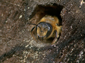 Miles de abejas en mi jardín