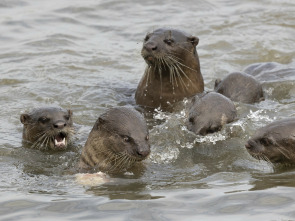 Nutrias de ciudad: Multitud