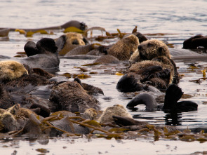 Desafiando las mareas: El mar de los Salish (Canadá)